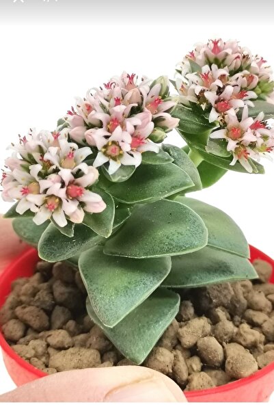 ÇİÇEKFLİX Kalp Hoya Mum Iç Mekan Sukulent Pembe Minik Boy 5.5cm Şuan Çiçeksizdir