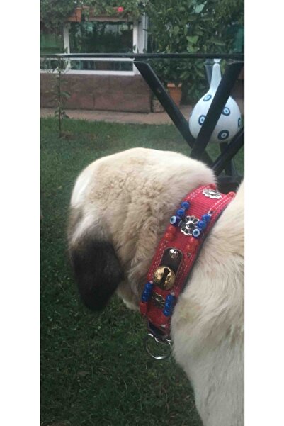 Sürmeli Tasma Kangal Köpek Boyun Tasması 2 Zilli