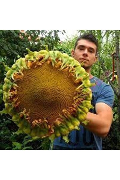 Köy Tohumları 100 Adet Tohum Organik Köy Ay Çekirdeği Çiğdem Güne Bakan Tohum...