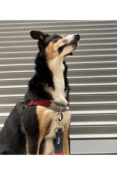 Jimi pet Drago Easy Walk Önden Çekmeli Göğüs Tasması