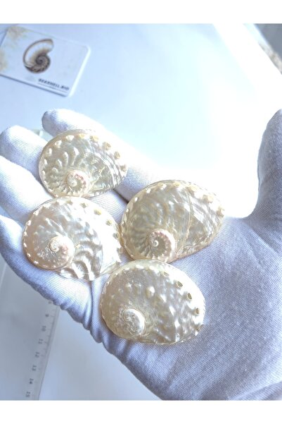 Seashell Rio Deniz Kabuğu : Sedef Abalon Kabuğu / 1 Adet / 4 Ila 6 Cm Araası