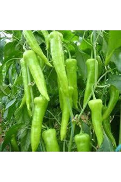 Köy Tohumları 100 Adet Tohum Süper Paket Sivri Tatlı Demre Biber Tohumu Biber...