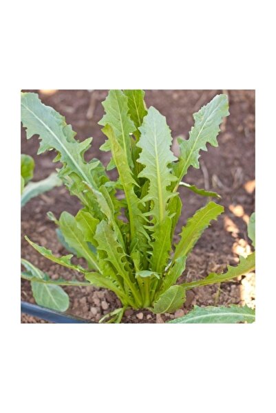 Köy Tohumları 1000 Adet Tohum Nadir Hindiba Hindibağ Tohumu Hindi Bağı Tohumu...