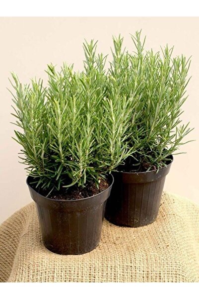 Köy Tohumları 150 Adet Tohum Biberye Tohumu Rosmarınus Biberiye Organik Köy T...