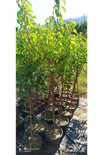 Meyve Elma, Kiraz Ve Kayısı Fidanları