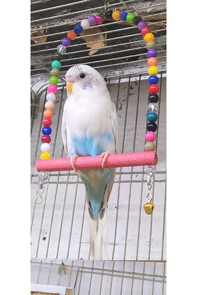 SAKAPET Sp40 Bird Swing - for Paraket Parrot