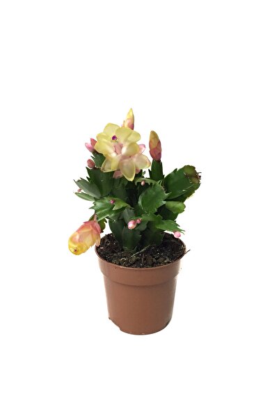 Betonish Schlumbergera 'yellow' (YILBAŞI ÇİÇEĞİ)