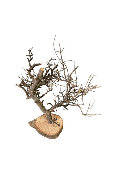 ART PINE Dekoratif Dilek Ağacı Natural , Kurutulmuş Meşe , Minyatür Bonsai, H...