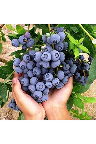 serada decor & plant Tüplü Büyük Meyveli Özel Çeşit Brigitta Yaban Mersini Fi...