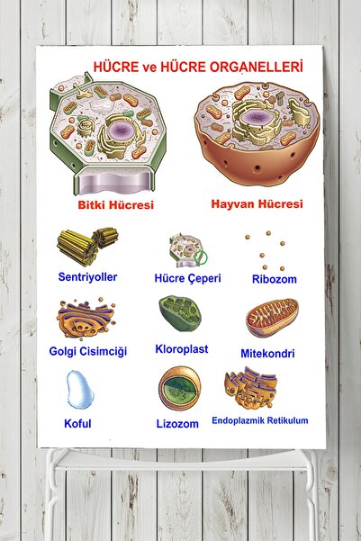 Postermanya ملصق تعليم الخلية (40×60 سم)