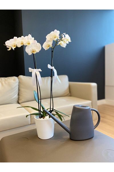 MAF GRUP Eliteplas Wet Flower Watering Pot 1,7 λίτρων Anthracite Color Watering Anthracite