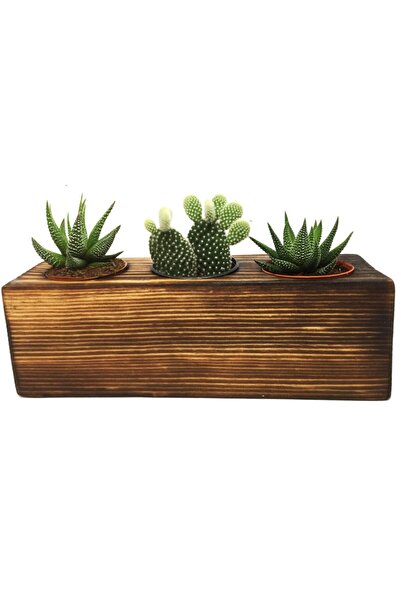 LEVANT 3lü Kaktüs Sukulent Aranjmanı Ahşap Yakma Bitkili