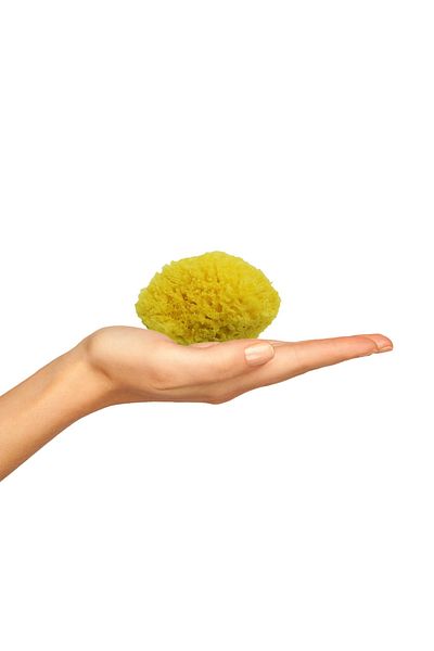 BAZAAR 4 Sea Sponge Child Size (17-20) GrBz-8109