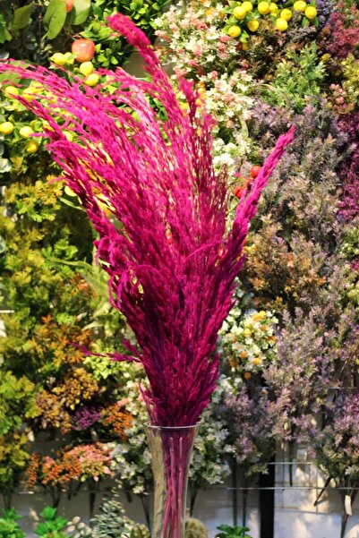 çiçek pazarı Şoklanmış Pampas