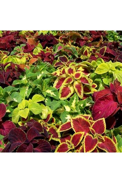 TacirDepo Karışık Kolyos Yaprak Güzeli Çiçeği Tohumu -100 Adet