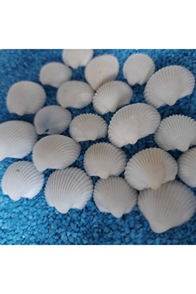 Aker Hediyelik Deniz Kabukları Silis Akvaryum Süs Ufak Kabuk Modeli 1,5-2,5cm...