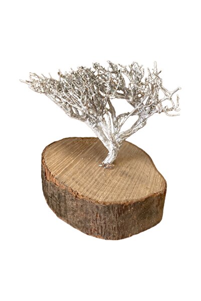 ART PINE Dilek Ağacı Minyatür Ağaç , Hobi Natural Minimal Doğal
