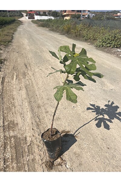 SAMİLTARIMVEFİDANCILIK Aydın İncir Fidanı