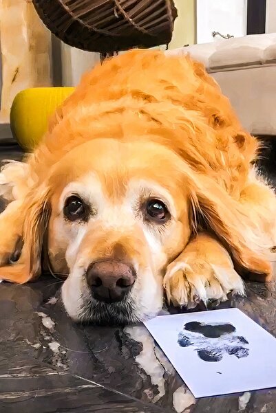 Fufizu Evcil Hayvan Pati İzi Seti - Toksik Olmayan Mürekkepsiz Baskı Kiti - Kedi Ve Köpek İçin Uygun