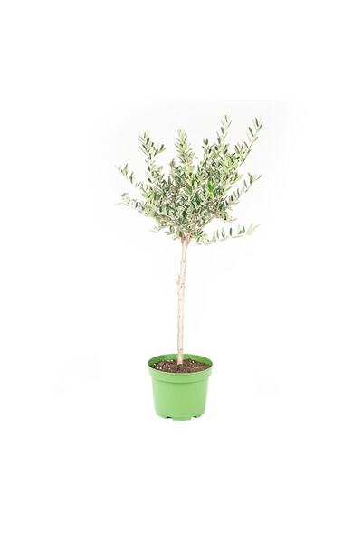 gardenkoala Olea Zeytin Ağacı Baston