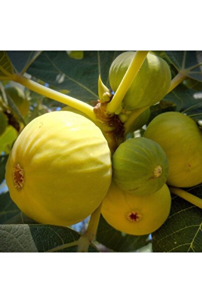 SAMİLTARIMVEFİDANCILIK Aydın İncir Fidanı