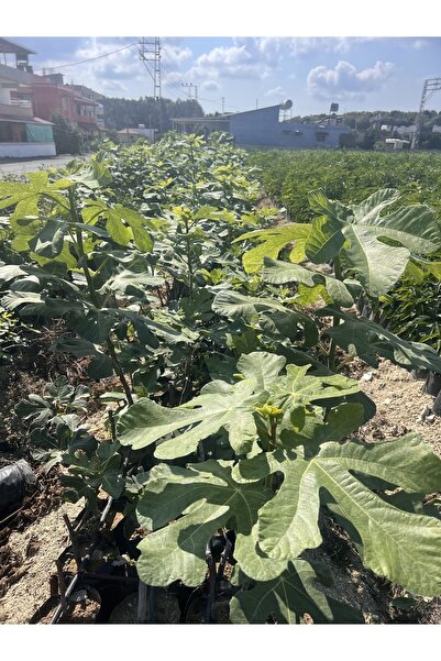 SAMİLTARIMVEFİDANCILIK Aydın İncir Fidanı