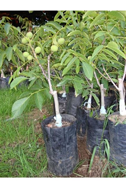 serada decor & plant Tüplü Chandler Ceviz Fidanı Yüksek Verimli Salkım 70 - 9...