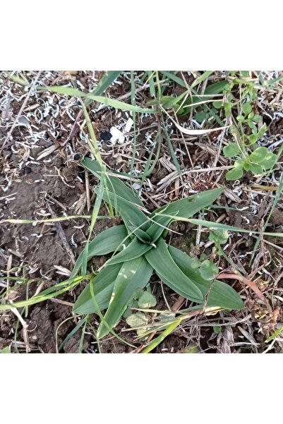 Lider Salep Doğal Salep Fidesi (50 Adet)