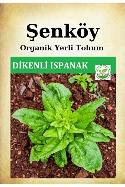 Şenköy Yerli Dikenli Ispanak Tohumu Doğal Ata Dikenli Ispanak Tohum 1 Pakette...