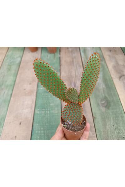 PLANTİS BOTANİK Opuntia Microdasys Rufida Tavşan Kulağı Turuncu 5,5 cm Saksıl...