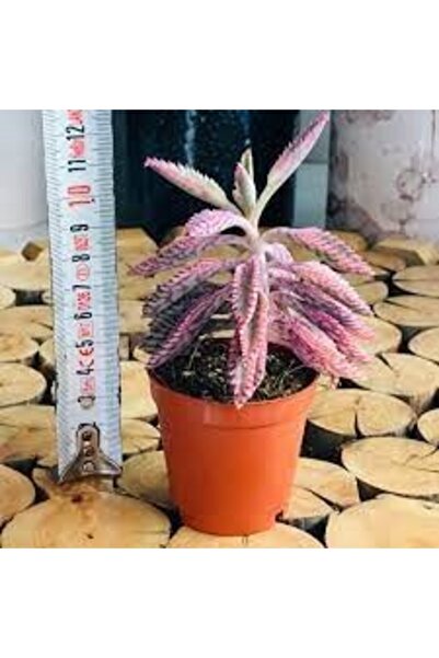 EGZOTİKBAHÇE Pembe Aşkın Gözyaşı - Pink Butterfly Sukulent - 5,5cm