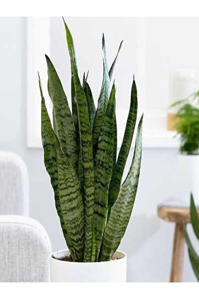 serada decor & plant Yeşil Kılıç Çiçeği Bol Köklü 40-60 Cm Iç Mekan Bitkisi (hava Temizleyen Bitki)