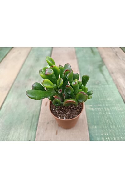 PLANTİS BOTANİK Crassula Ovata Gollum 5,5cm Saksılı Şrek Kulağı Sukulent