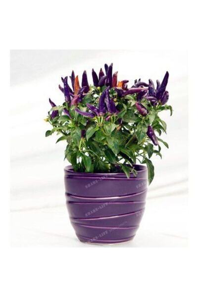 Köy Tohumları 200 Adet Tohum Acı Mor Süs Biber Tohumu Acı Mor Cin Biberi Tohumu Saksı Toprak Hediye