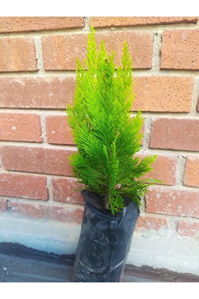 bahçevilya Mazı Fidanı - 2 Yaşında, 20-30 Cm Boyunda Yeşil Yapraklı Bitki