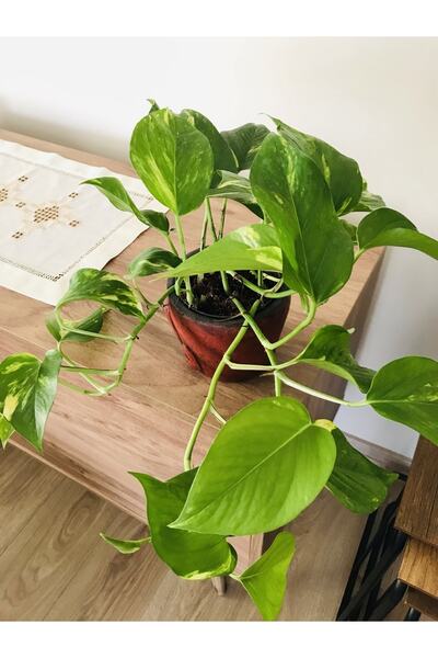 SUKULENTİSTANBUL Epipremnum Aureum Salon Sarmaşığı Patos 12cm Saksıda