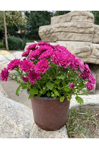 Carissa Açık Mor Kasimpatı Çiçeği Saksılı 30-40 Cm