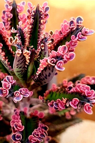 EGZOTİKBAHÇE Pembe Aşkın Gözyaşı - Pink Butterfly Sukulent - 5,5cm