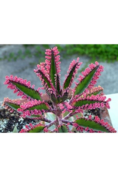 EGZOTİKBAHÇE Pembe Aşkın Gözyaşı - Pink Butterfly Sukulent - 5,5cm