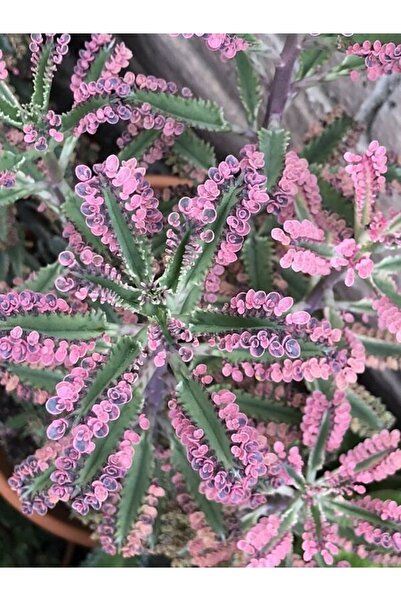 serada decor & plant Videolu 1 Adet Pembe Aşkın Gözyaşı Çiçeği 5-15 Cm Saksıl...