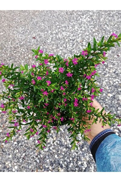 serada decor & plant Kufeya Cennet Çiçeği Mor - Cuphea Hyssopifolia 20-30cm (...