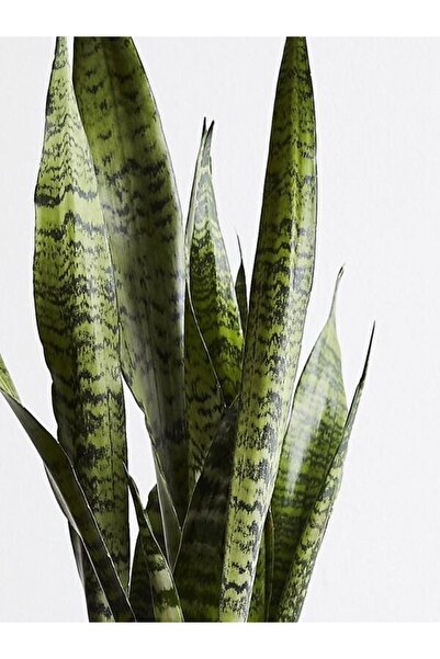 serada decor & plant Yeşil Kılıç Çiçeği Bol Köklü 40-60 Cm Iç Mekan Bitkisi (hava Temizleyen Bitki)