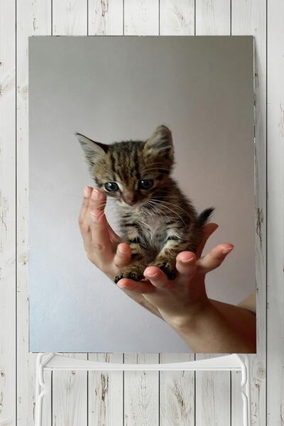Postermanya Kedi Hayvan Posteri 4 80x115cm