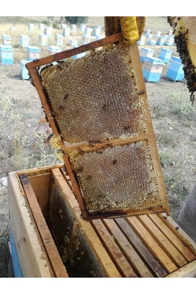 OZMUŞ BAL Sivas Dan Organik Petek Çıta Bal 3kg