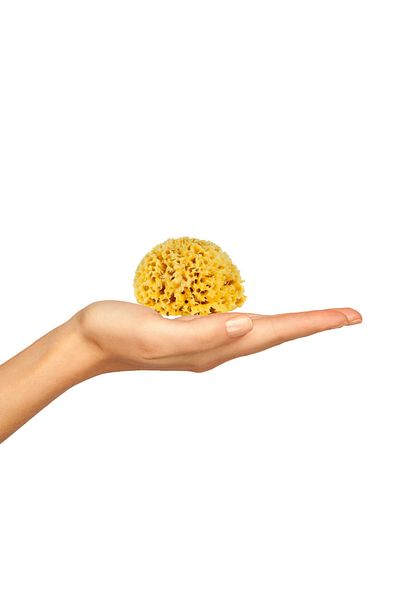 BAZAAR 4 Sea Sponge Child Size (17-20) GrBz-8121
