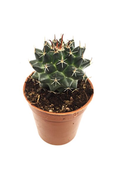 LEVANT Echinopsis Oxygona Kaktüs Yeni Seri
