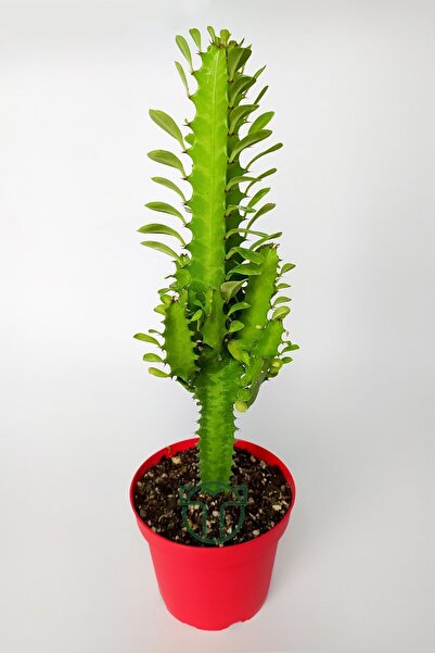Toptan Kaktüs Süt Kaktüsü Euphorbia Trigona Yeşil Afrika Süt Ağacı Kaktüsü 12 Cm Kımızı Saksıda
