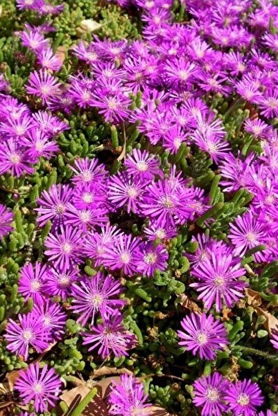 serada decor & plant Mezarlık Üstü Çiçekleri 4 Adet Mezar (KABRİSTAN) Susuzluğa Dayanıklı