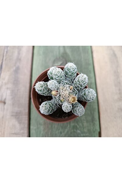 Mammillaria Gracilis 5,5 cm Saksılı Kaktüs