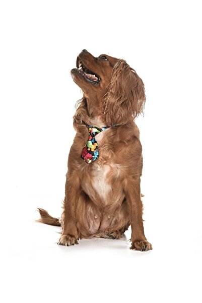 Petza ربطة عنق بنمط كلب / كورج